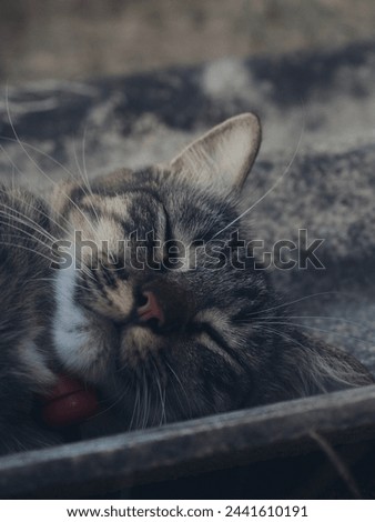 Cat playing on old roof tiles