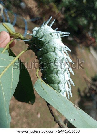 unique big Caterpillar to be Archaeoattacus butterfly Royalty-Free Stock Photo #2441611683