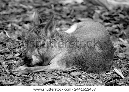 The Patagonian mara is a relatively large rodent in the mara genus. It is also known as the Patagonian cavy, Patagonian hare or dillaby. Royalty-Free Stock Photo #2441612459