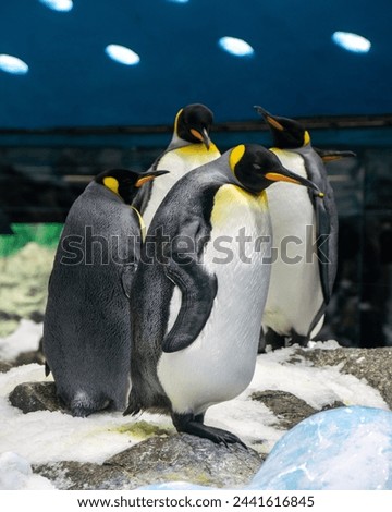 Penguins living their best life in Tenerife