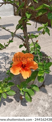 Flower,oranch flower, beautiful flowers,indian,nice pic, good 
