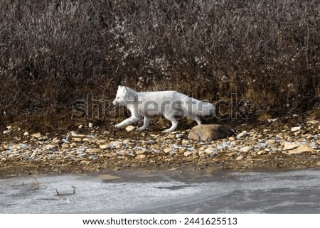 Manitoba, Canada-Arctic fox with its white fur on the tundra of Hudson Bay Royalty-Free Stock Photo #2441625513