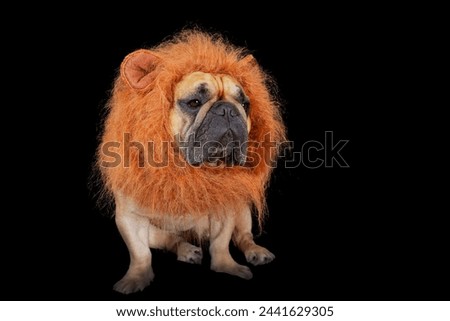 A French bulldog in a lion's mane in close-up on a black background.