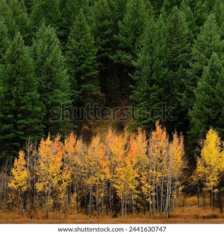 Beautiful autumn fall scene in birch aspen and pine forest on mountain hill side