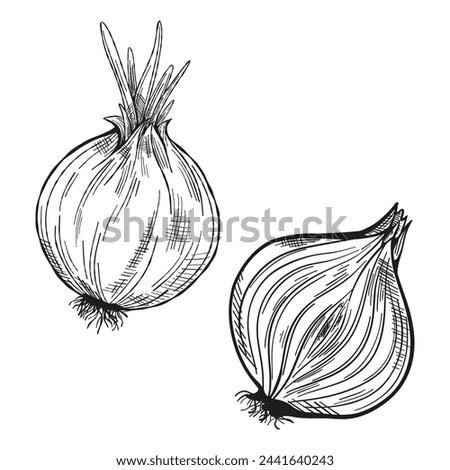 Vector black and white hand drawn sketch of onion, isolated on white background. Engraved style illustration. Ink. Natural business. Vintage, retro object for menu, label, recipe, product packaging