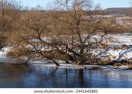 winter river and trees in winter season.