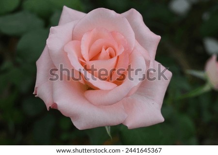 Light Pink Rose,Pink Rose Flower,Rose Color Meanings