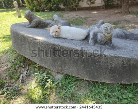 A wild white cat with scabies on its face appears to be resting on a large megalithic rock which is in the shape of a large circle and has a sculpture shaped like an ancient monkey on top of it. Royalty-Free Stock Photo #2441645435