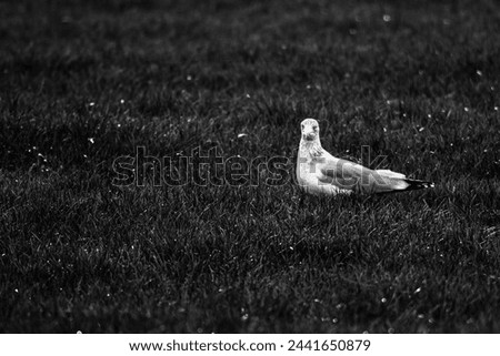 A black and white side portrait of a white mew, seagull or gull seabird sitting in the green grass of a meadow on the countryside. The feathered animal is looking around searching for food. 