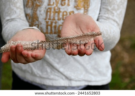 change of snake skin, the image shows a snake skin on hands