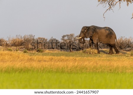 Telephoto shot of an African Elephant -Loxodonta Africana- grazing on the banks of the Okavango river, in the Okavango Delta, Botswana, around sunset.