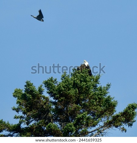 Peregrine Falcon Attacking Bald Eagle                               
