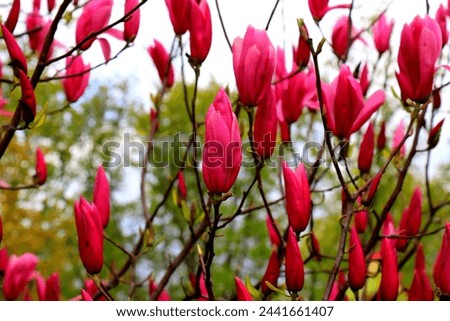 Beautiful magnolia tree blossoms in springtime. Jentle Chinese red magnolia flower. Romantic floral background.
