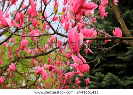 Beautiful magnolia tree blossoms in springtime. Jentle Chinese red magnolia flower. Romantic floral background.