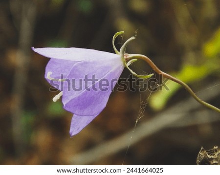 Purple bellflower flower trap with spiders' webs