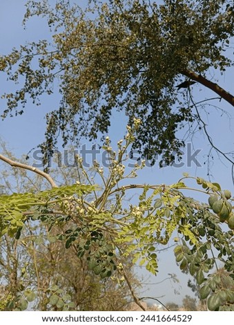 Moringa tree leaves | Nature photography |Hd picture 