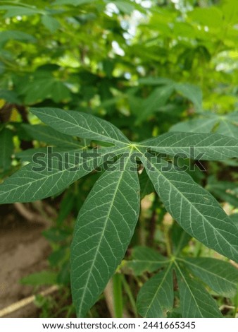 close up of cassava leaves