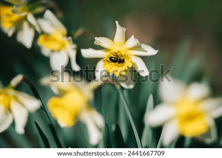 yellow narcissuses under the sunlight, Beautiful yellow daffodils