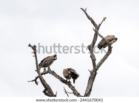 Three 3 birds White-backed African vulture on dry branch against a white sky background. Kruger National Park, South Africa. Animal wildlife bird wallpaper. Safari at savanna