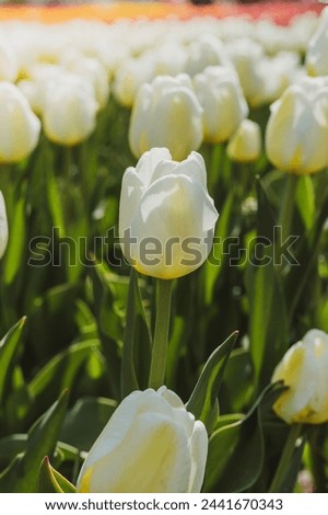 Gorgeous close up display of tulip field in Holland, MI during the spring Tulip Time Festival Royalty-Free Stock Photo #2441670343