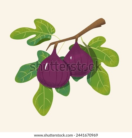 Figs of art prints. Abstract fruits. Modern design for posters, cards, cover, t shirt, social media, postcards, print, label, cover. Hand drawn figs on a branch with leaves. Botany Vintage style