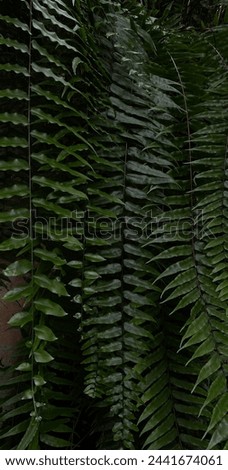 Close-Up Exotic Tropical Leaves, Nature Photography, Good Quality, High Contrast, High-Resolution Phone Background