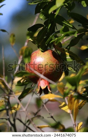 Close-Up Fresh Pomegranate Fruit on a Tree, Nature Photography, Good Quality, High-Resolution Phone Background