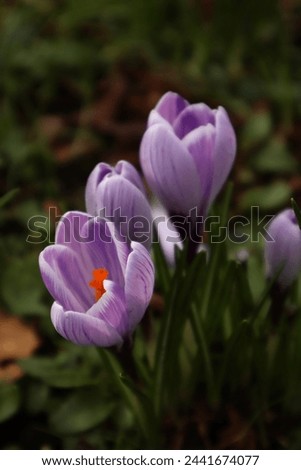Close-Up Blooming Crocus Flowers in the Spring, Nature Plant Photography, Phone Background