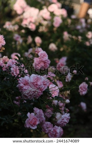 Close-Up Pink Rose Flowers, Garden Rose Bush, Nature Photography, Good Quality, High-Resolution Phone Background