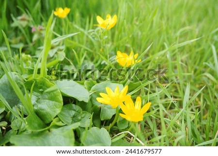 Ficaria verna, Ranunculus ficaria L, commonly known as lesser celandine or pilewort, is a low-growing, hairless perennial flowering plant in the buttercup family Ranunculaceae. Yellow flowers in grass Royalty-Free Stock Photo #2441679577