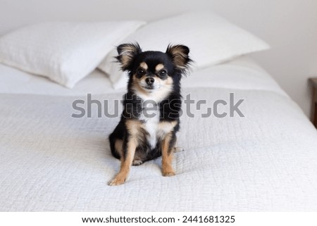 Frontal view of cute tiny tricolor long-haired chihuahua sitting on bed looking intently with ears pricked and large dark eyes