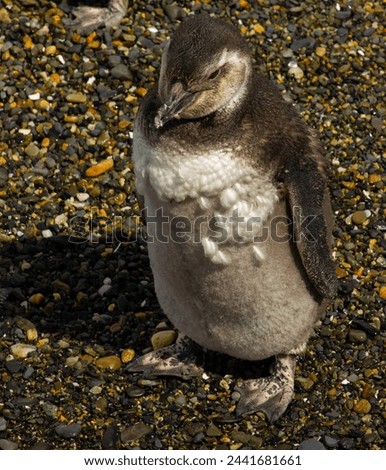 Close-up view on young penguin
