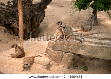 Meerkats' Oasis in the Heart of the Zoo. Enchanting Meerkats. Zoo Marvels: Enchanting Meerkats in Captivity. Playful Meerkats Thriving in the Zoo Environment. Zoo Delights: Up-Close Encounters with