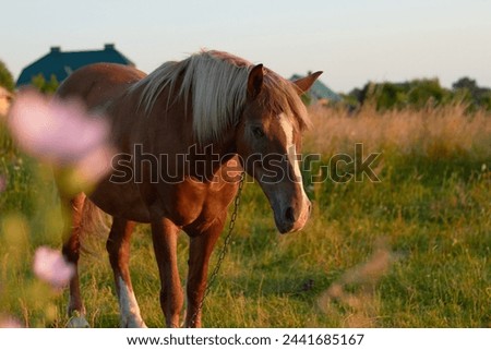 Brown horse in a field in summer
