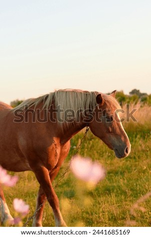 Brown horse in a field in summer
