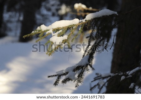 Pine, spruce twigs with snow. Winter in the woods.