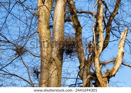 Mistletoe on the branches of a tree in early spring. Mistletoe is a hemiparasite on several species of trees, from which it draws water and nutrients.