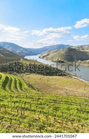Douro wine valley with wineyards, Portugal, Unesco world heritage site Royalty-Free Stock Photo #2441701047