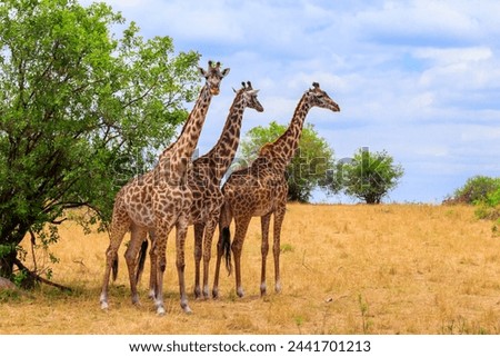 Giraffes in savanna in Serengeti national park in Tanzania. Wild nature of Tanzania, East Africa Royalty-Free Stock Photo #2441701213