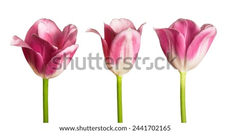 Pink tulip flowers isolated on white background