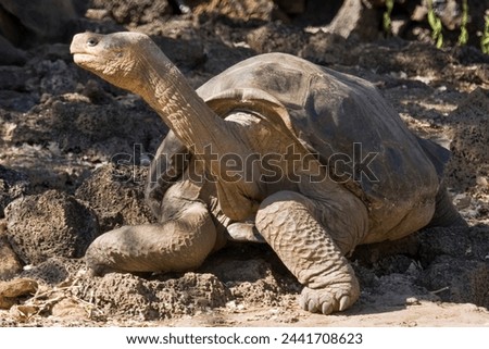 Now extinct Pinta Island tortoise - Lonesome George taken in 2008
 Royalty-Free Stock Photo #2441708623