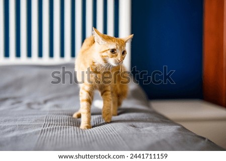 A red-haired little kitten with huge ears sits on a bed with a gray blanket and looks around. Royalty-Free Stock Photo #2441711159
