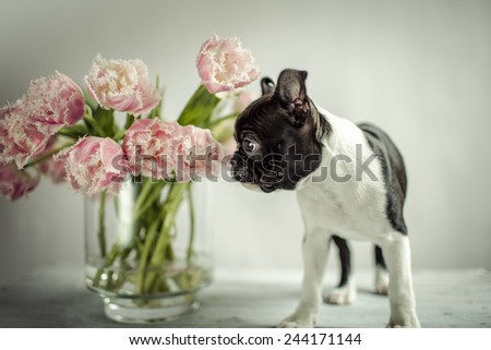 Boston Terrier Puppy and Tulip Flowers
