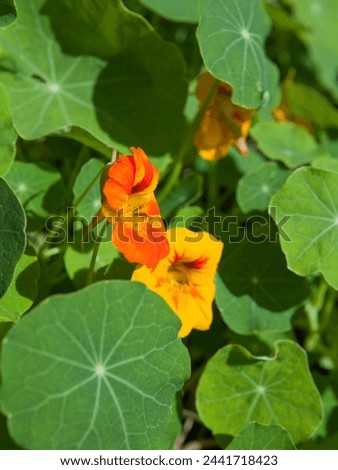 Nasturtium flowering plants in the vegetable and fruit garden grow together with pollinating plants. Keeping balance in nature. Permaculture food forest design.