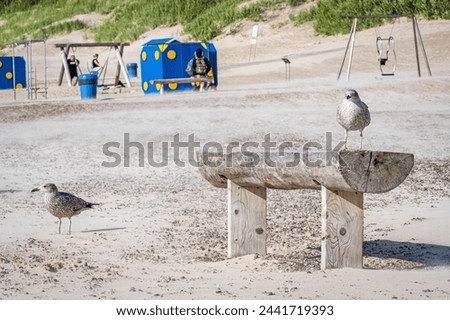 


Seabirds sit on beach chairs and in the sand by the shore, while in the background people relax, enjoying the sunny day carefree next to changing booths and beach equipment.