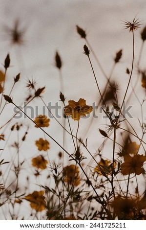 The flowers bloom before withering 🥀 Royalty-Free Stock Photo #2441725211