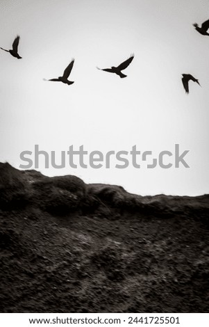 Flying birds in a row along rocky shore, feeling free and wild