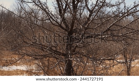 Forest in winter, dry tree, Background image, wallpaper image, screen saver image