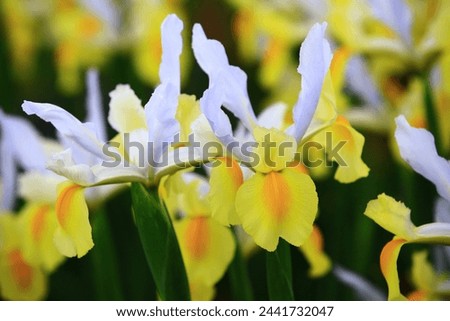 colorful Iris or Flag or Gladdon or Fleur-de-lis flowers,white with yellow Iris flowers growing in the garden 

