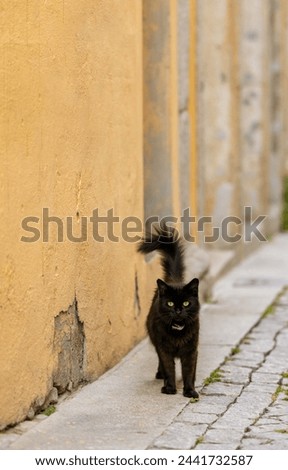 A black cat standing in a Portuguese alley